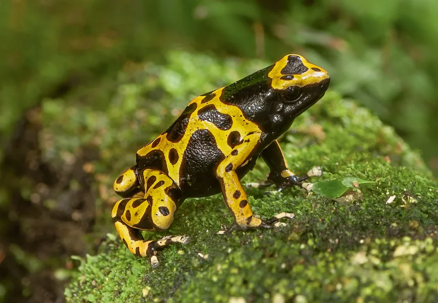 Dart frog.webp