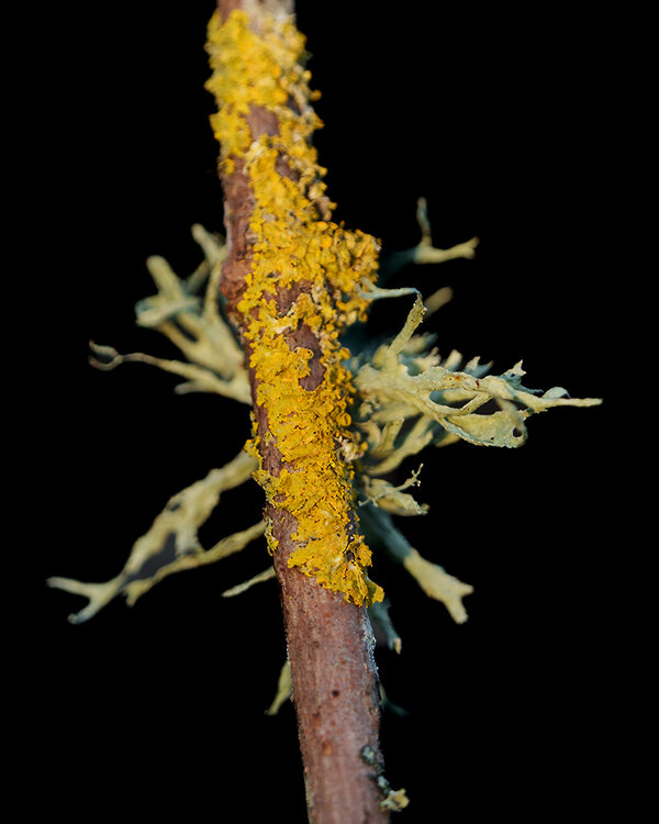 ci_A7400549.jpg