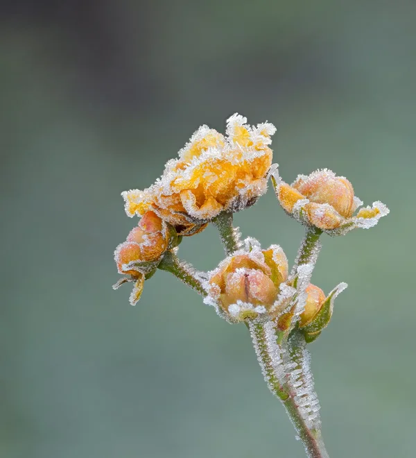 Nach frostiger Nacht.webp