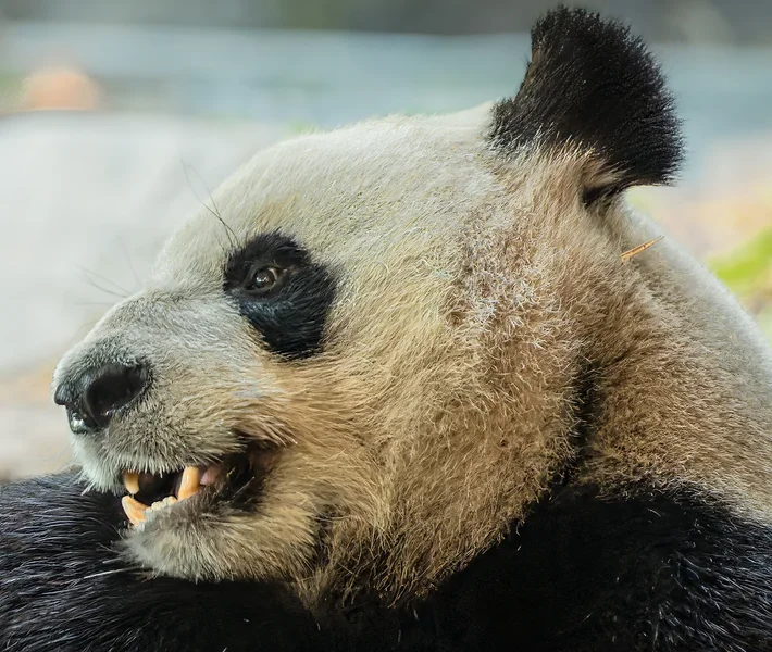Großer Panda.webp
