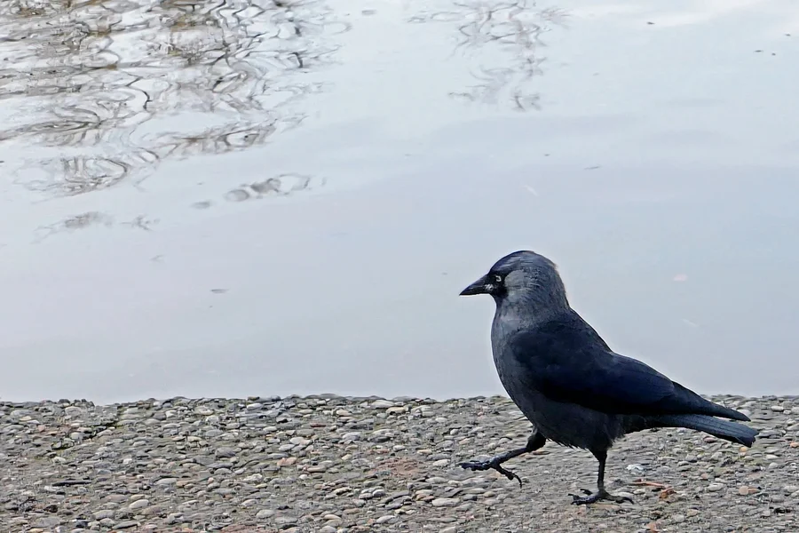 VogelWalkthelineDLUX8AUSSCNITT.webp