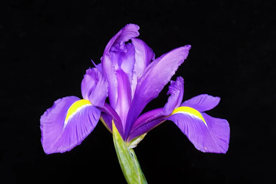 IrisaufSchwarzSL32490.webp