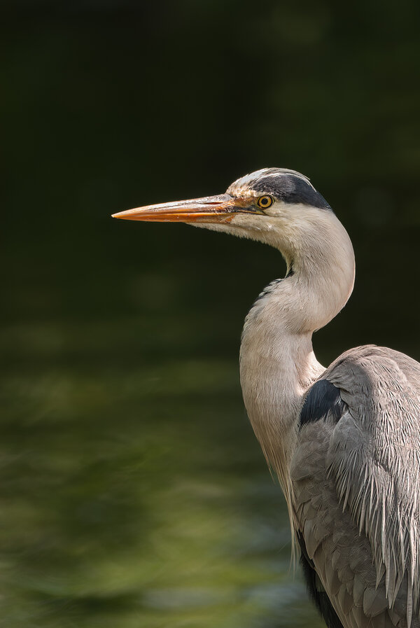 Graureiher.jpg Graureiher.jpg