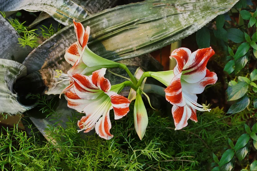 BlumenotWeissTrompetenV5.webp