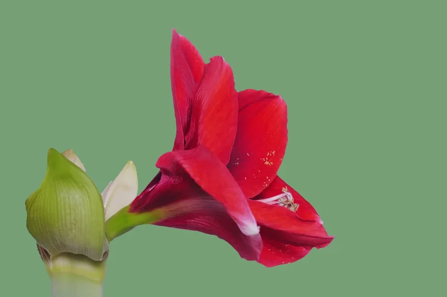 AmaryllisROTSOLOBLÜTEmStengelseitlichSL32490FINFINFINaufGRÜN.webp