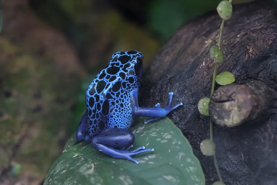 FroschBlauPfeilgiftseitlEINSSL3Si105Mac.webp