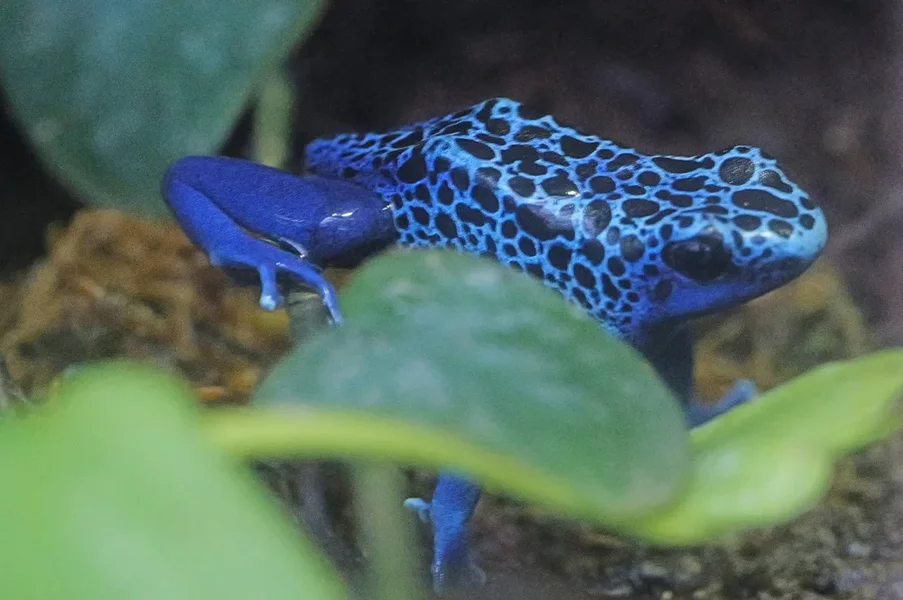 FroschBlauPfeilgiftPortraitSL3Si105Mac.webp