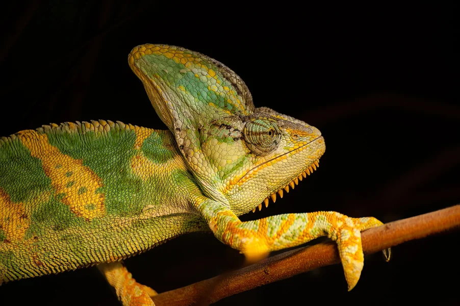 Chamäleon.webp