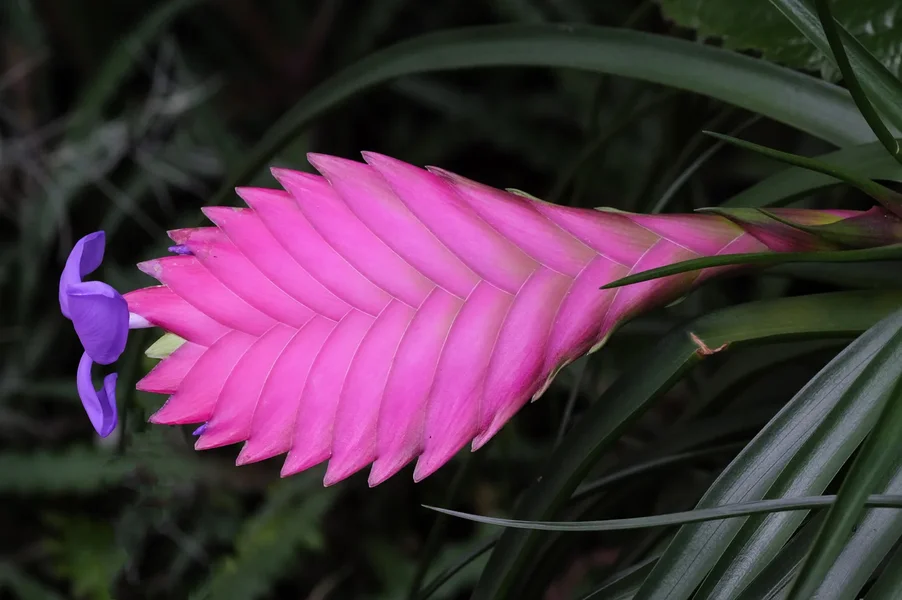 BromeliaceaeTillandsiaCyaneaGROSSSL3Si105Macro.webp