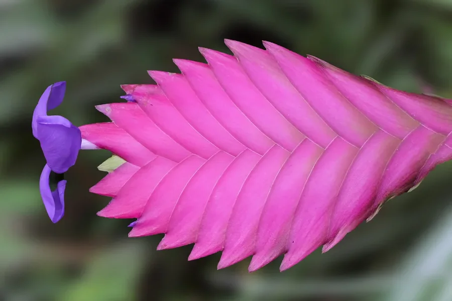 BromeliaceaeTillandsiaCyaneaAUSSCHNITTBEASL3Si105Macro.webp