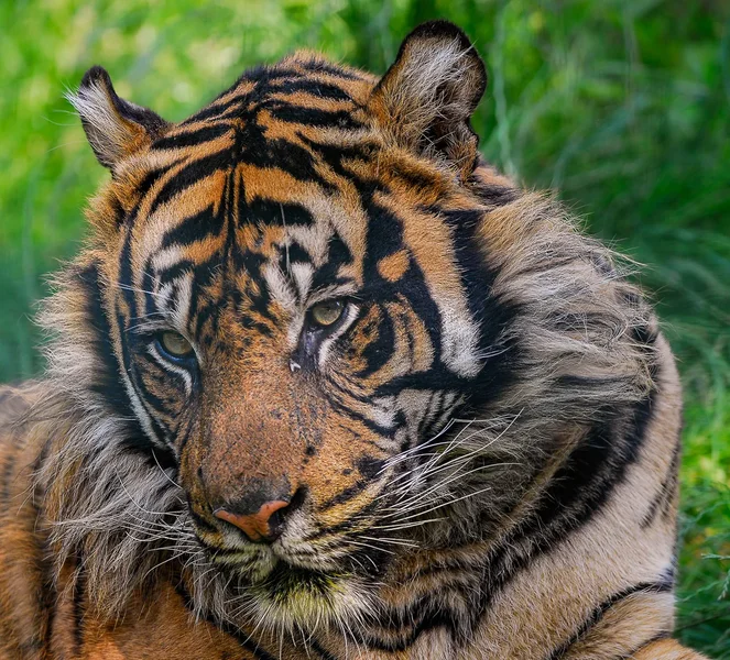 Sumatratiger Beludru (5)-Bearbeitet-Bearbeitet.webp