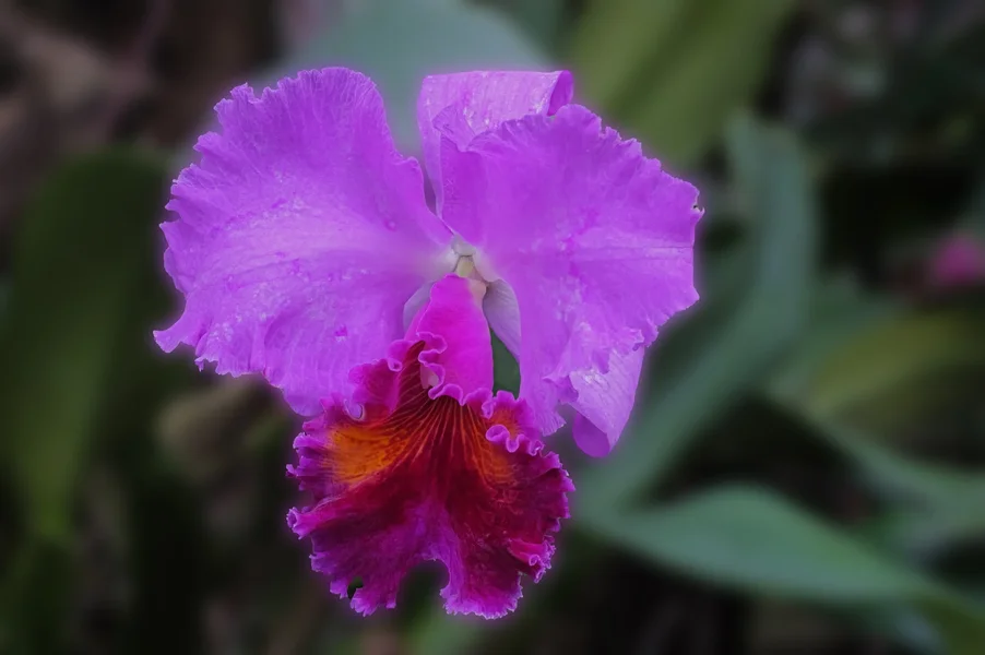OrchideeROSAuROTGROSSmUmfeldSL3Si105MacHGWZ.webp
