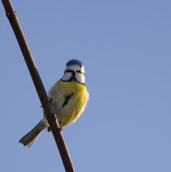 Blaumeise.webp