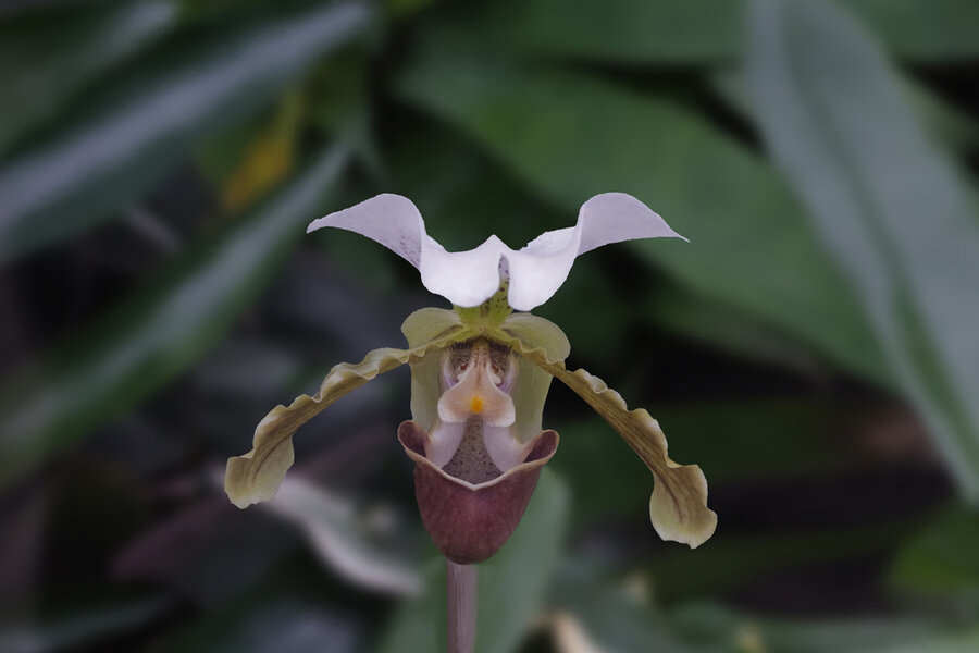OrchideeFrauenschuhSOLOaufBlätternHGWEICHZSL3Si105MacFINFINFIN.jpg