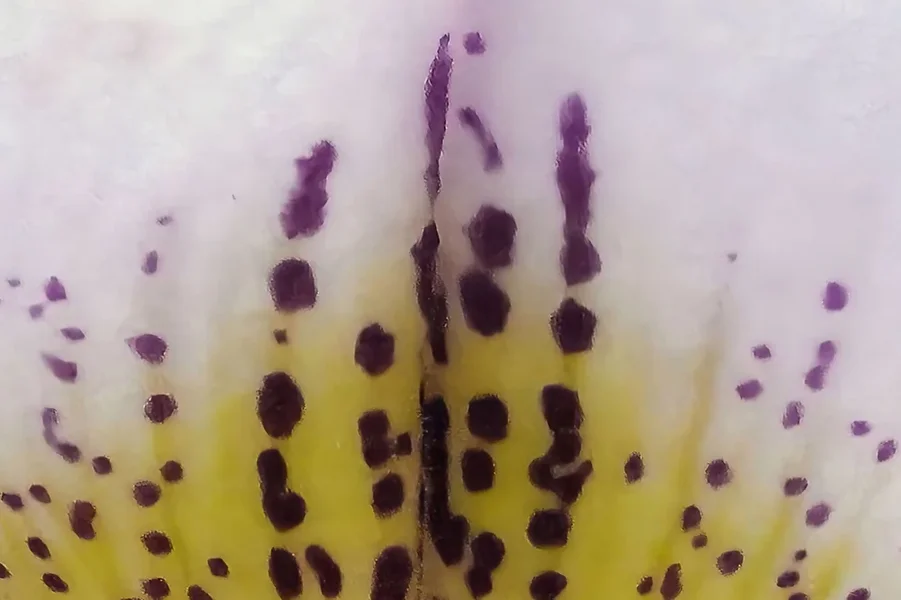 OrchideeFrauenschuhSOLOGERADESEXTREMCROPLS3Si105MacFINFINFIN.webp