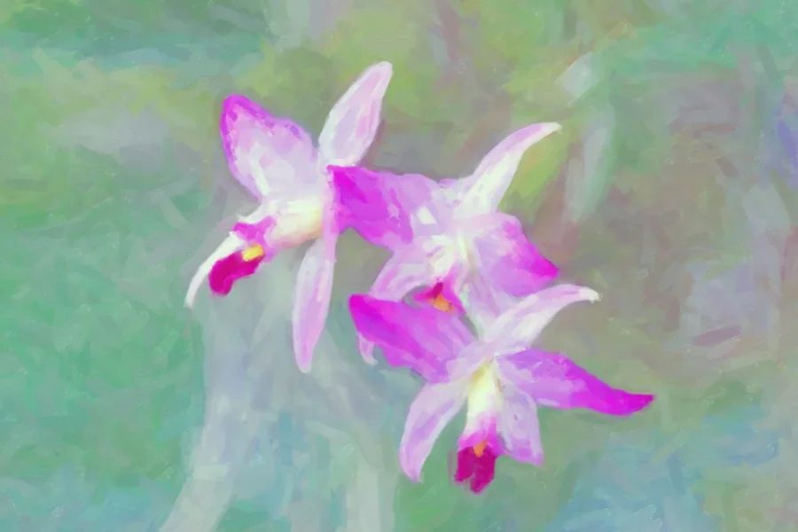 OrchideenWeissRosaDreiStückSL3Si105MacFINFINFINART.webp