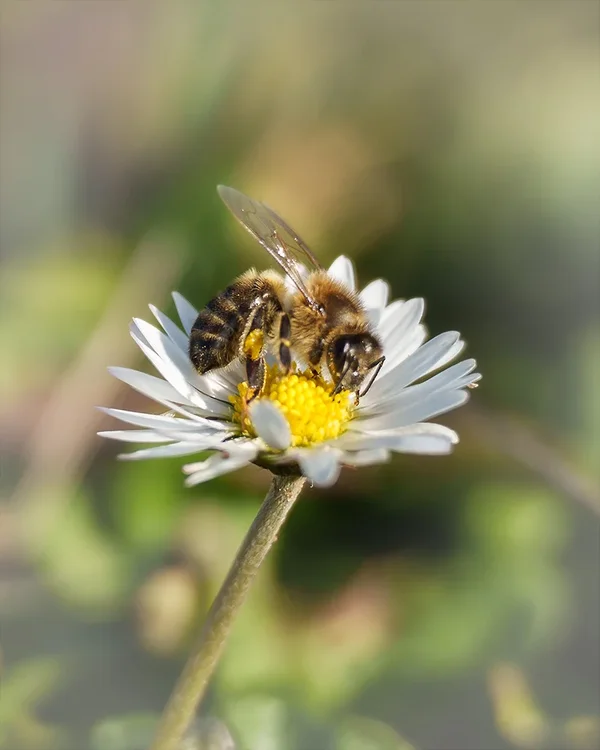 ci_A7401336_cep.webp