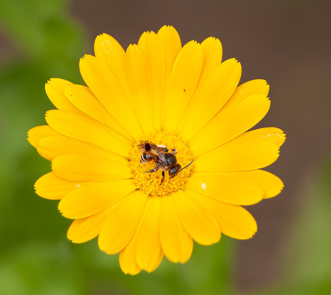 Bunter Garten (43 von 103)_DxO-Bearbeitet.jpg