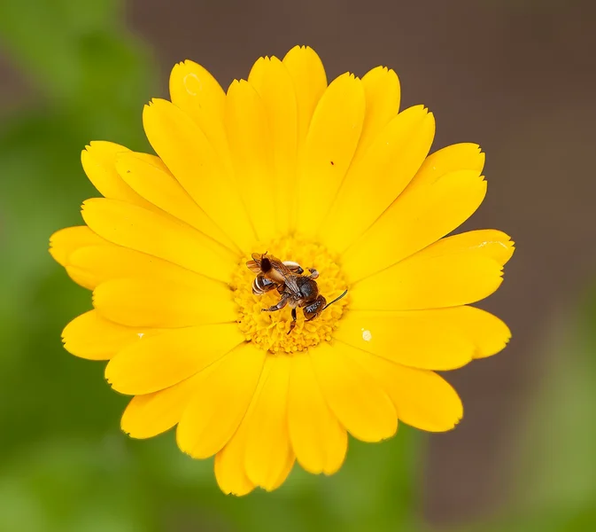 Bunter Garten (43 von 103)_DxO-Bearbeitet.webp