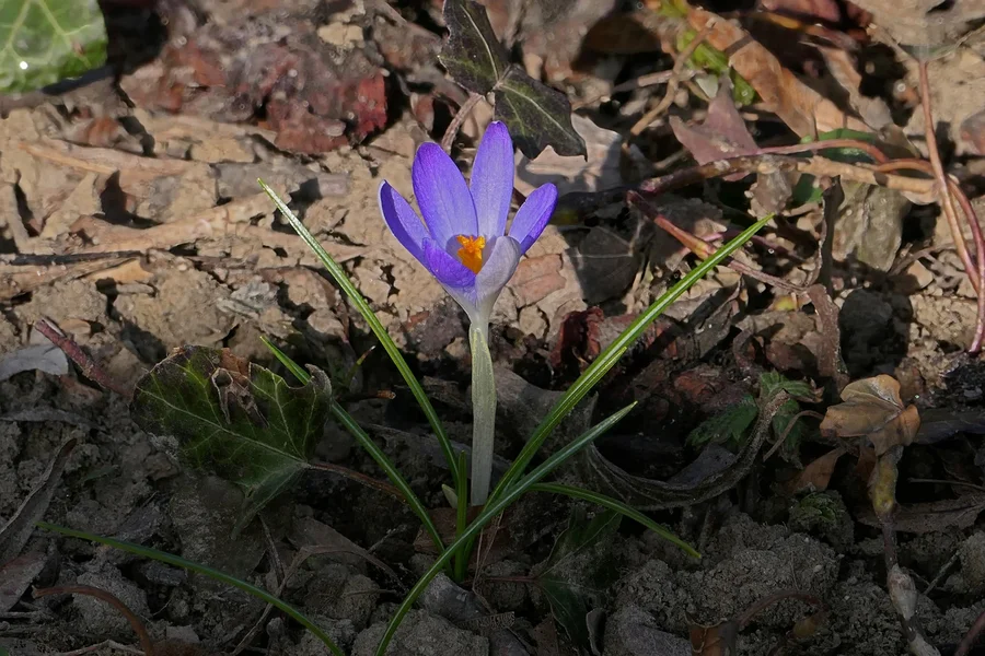 KrokusSOLOV5.webp