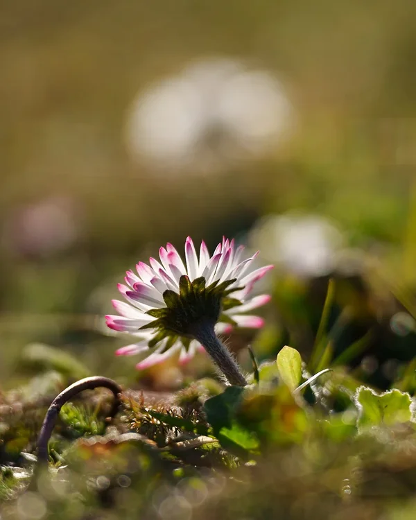 ci_A7401402.webp