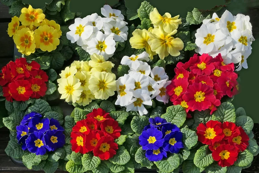 VerschiedeneBlumenansammlungV5FINFINFIN.webp