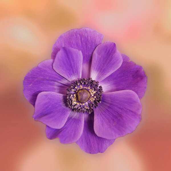 AnemoneBlauGROSSHGfarbigSL3Si501,2QUADRAT.jpg