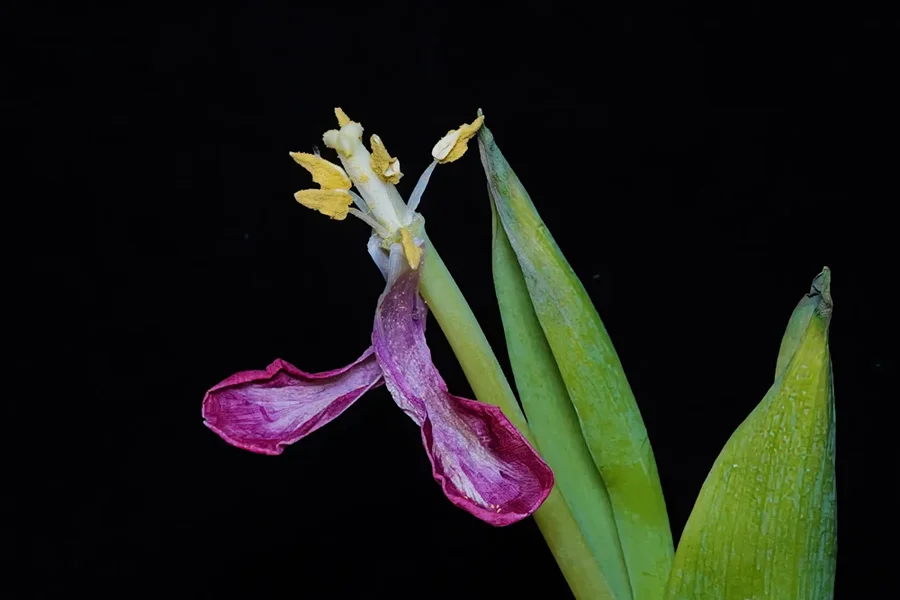 TulpenrestSL3Si105Macro.webp