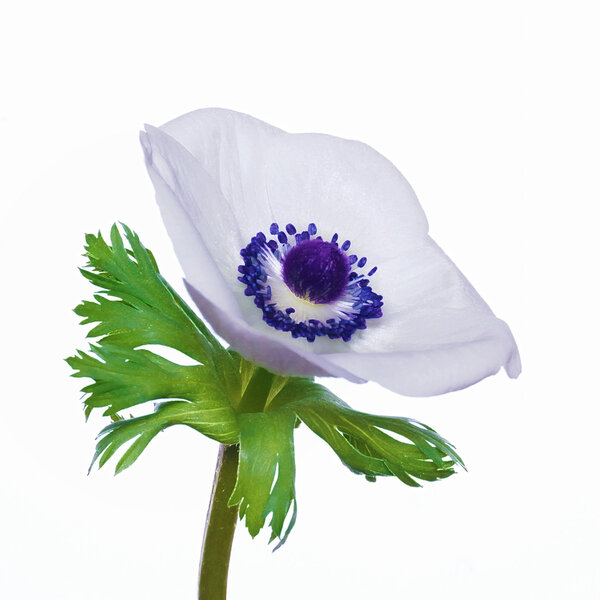 AnemoneSOLOWeissmBlätternaufWEISSSL3Si105MacQUADRAT.jpg