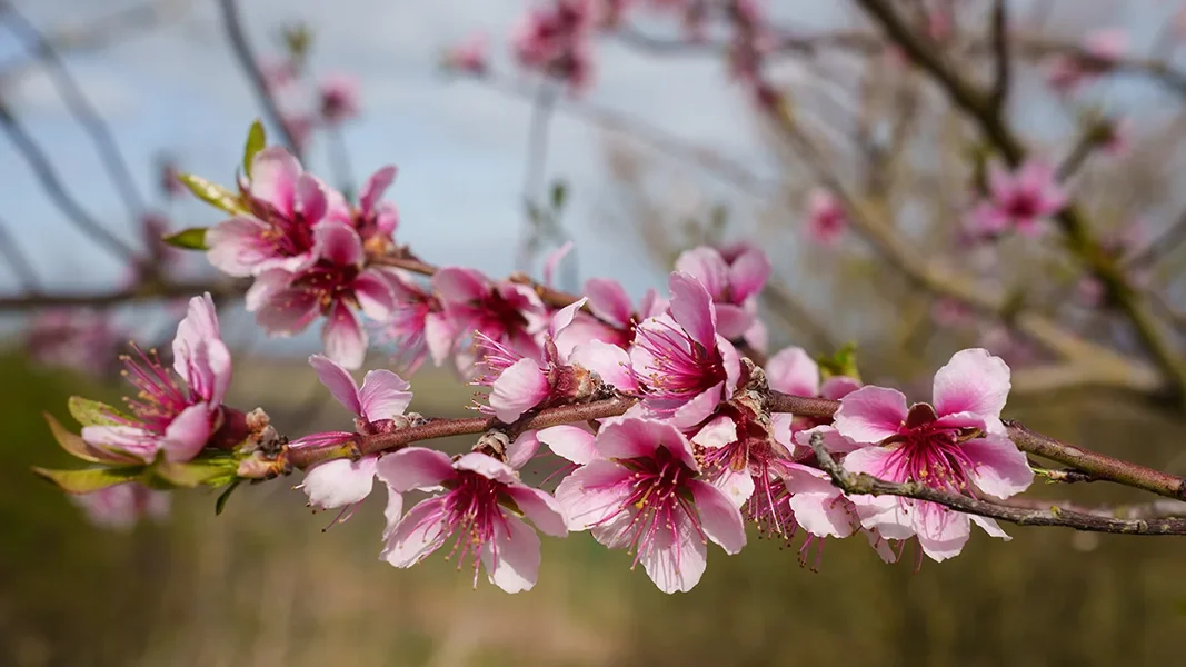 ci_A7402050.webp