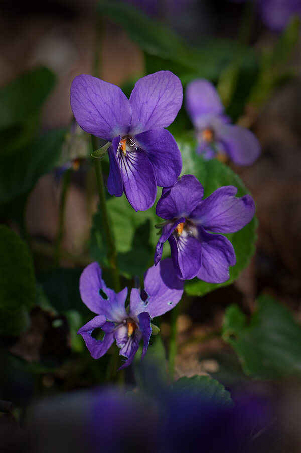 ci_A7402163_cep.jpg