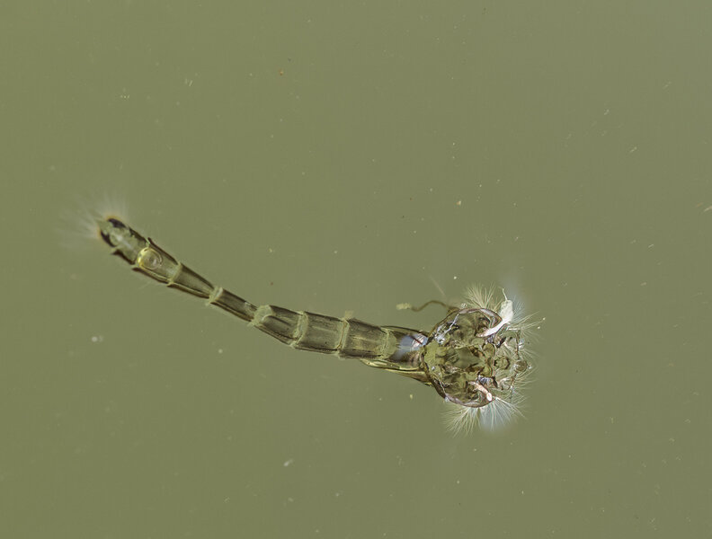 Wesen in der Regentonne.jpg