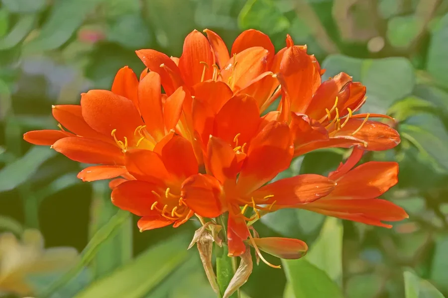 BlütendoldeOrangemBlätterumfeldV5.webp