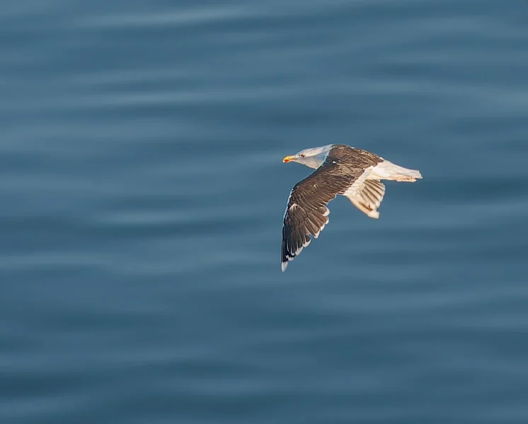 Möwe im Flug.webp