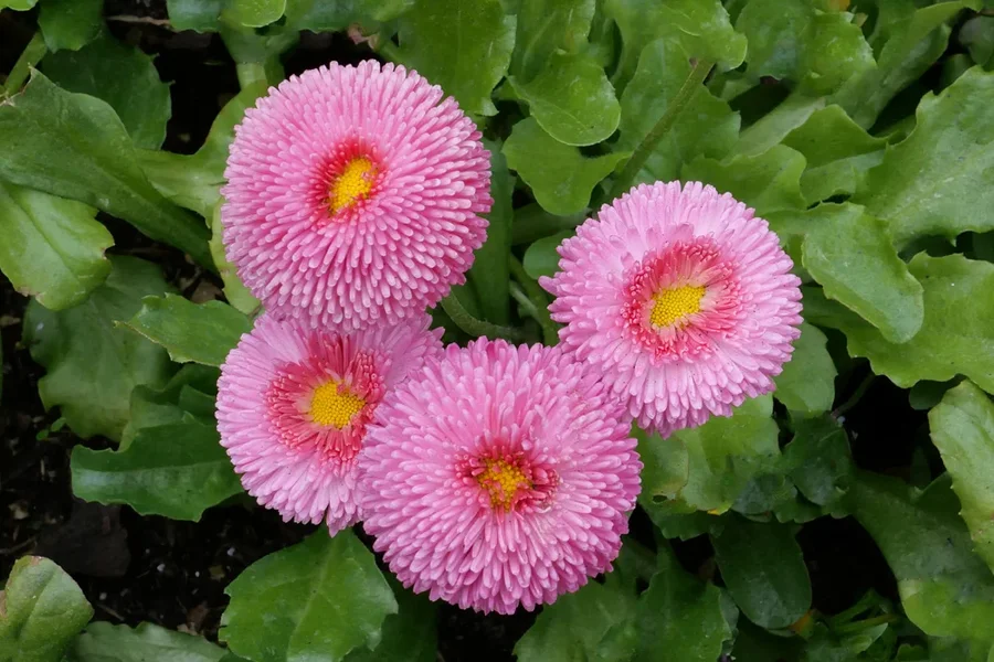 GänseblümchenRosa4aufBlätternDLUX8RechteckAUSSCHNITT.webp
