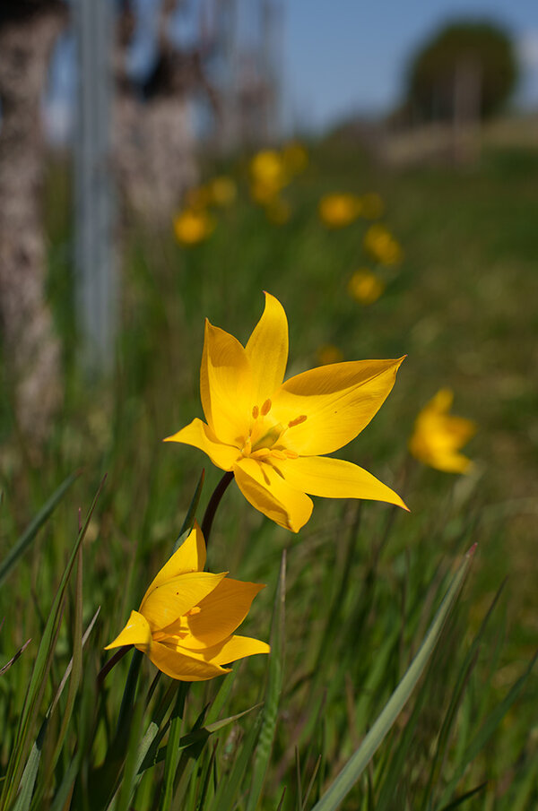 ci_A7402776.jpg
