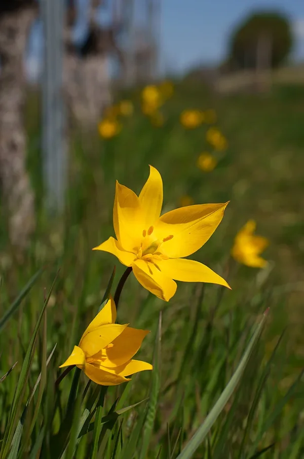 ci_A7402776.webp