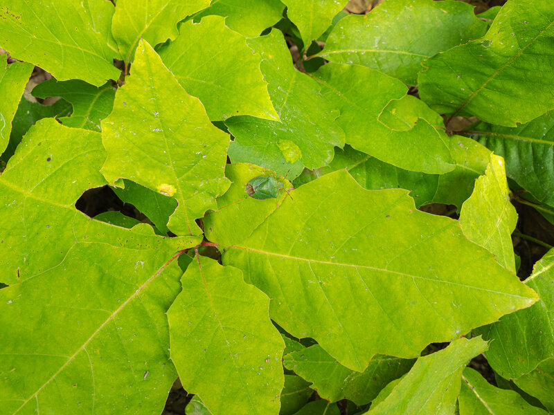 Senftenberg 2021-91.jpg