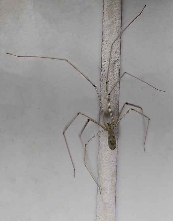 Spinne 1 geschärft Topaz (C,S4) 57_HZ93749 Kopie.jpg