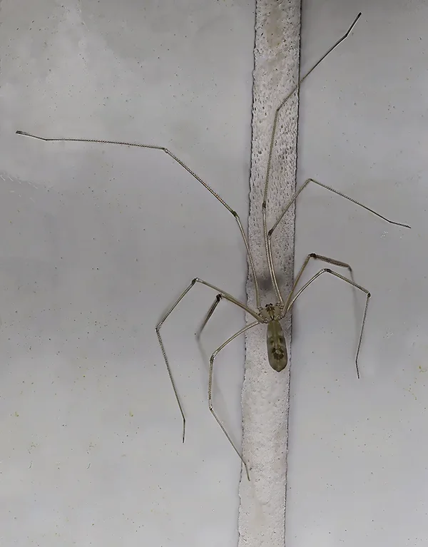 Spinne 1 geschärft Topaz super Focus Beta (C,S4) 57_HZ93749.webp Spinne 1 geschärft Topaz super Focus Beta (C,S4) 57_HZ93749.webp