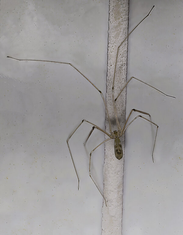 Spinne 1 geschärft Topaz super Focus Beta (C,S4) 57_HZ93749.jpg