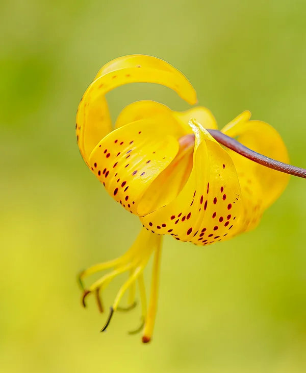 Gelbe Blüte.webp