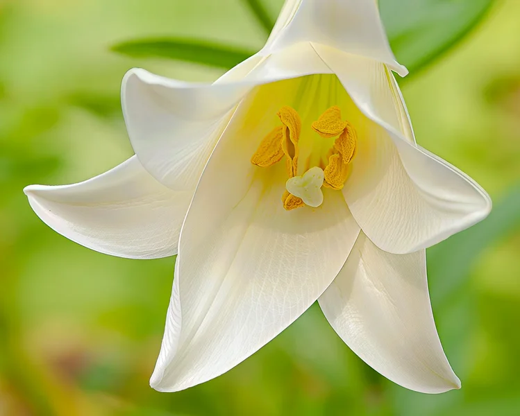 Weiße Blüte.webp
