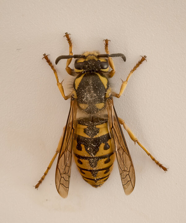Wespe an der Wand.jpg