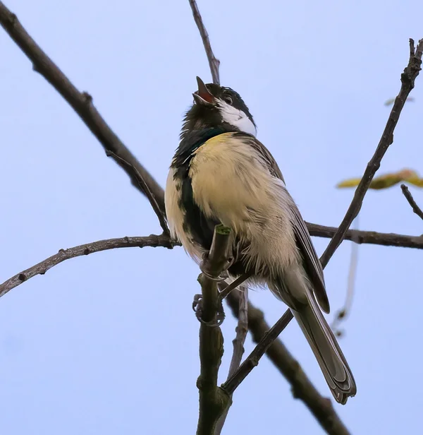 Rufende Kohlmeise.webp