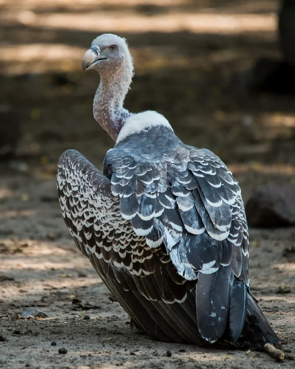 Gänsegeier GTH 2014 NIK_2635.webp