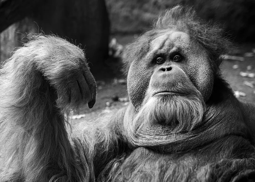 Orang-Utan Leipzig 2014_NIK1533.webp
