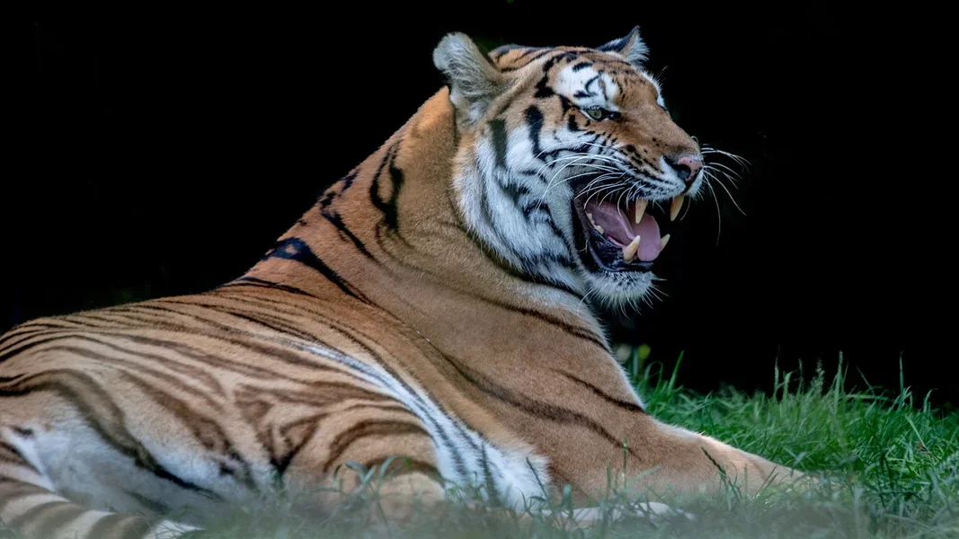 Tiger Gotha 2014 NIK_2731.webp