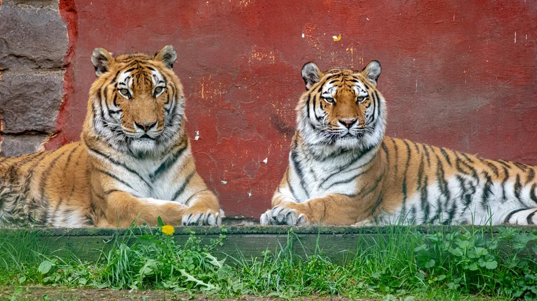 Tigerpaar GTH 2014_NIK4334.webp