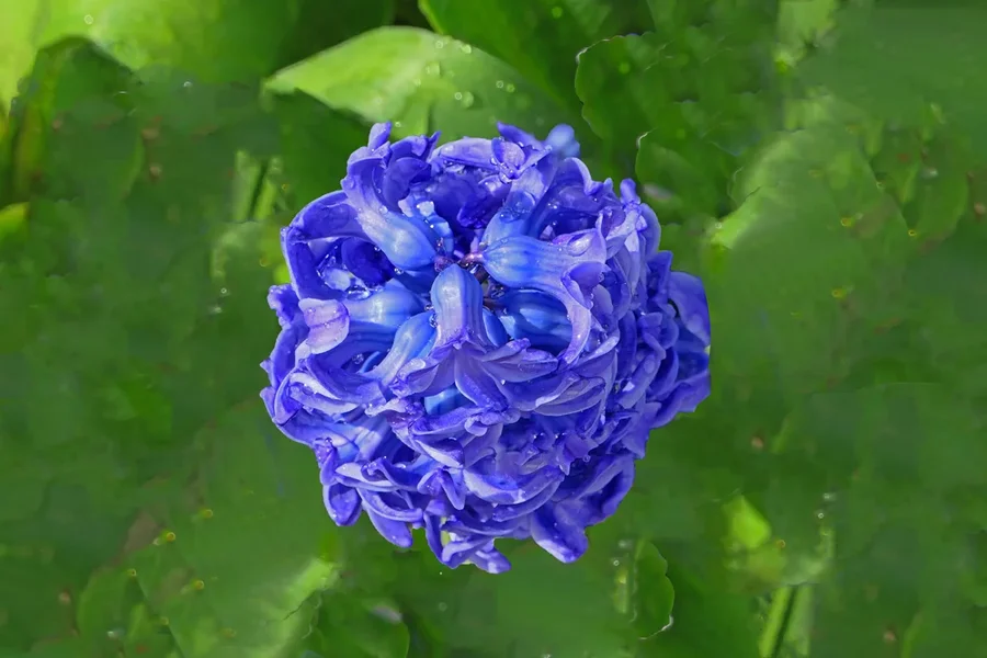TraubenhyazintheBlauvObenSOLOV5FINFINFINRECHTECK.webp